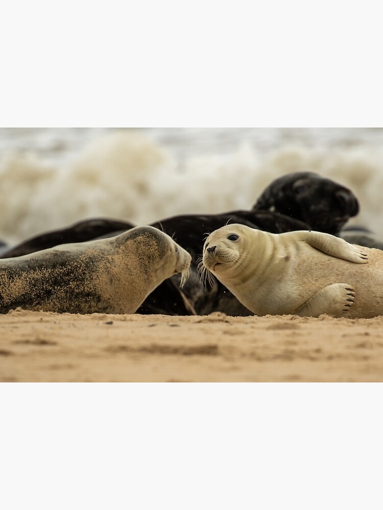Thumbnail 3 of 3, Art Print, Seal buddies in Norfolk, UK designed and sold by youngpip.