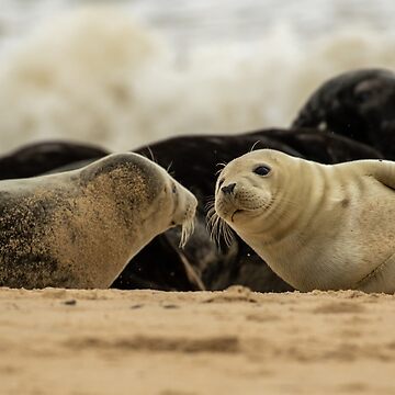 Artwork thumbnail, Seal buddies in Norfolk, UK by Philip Ward Photography