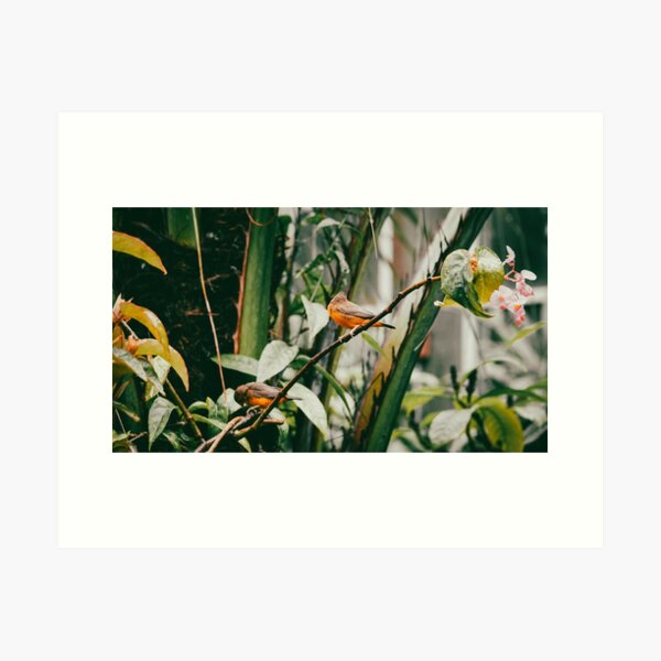 Vista previa del artículo con la obra «Aves del jardín de mariposas», diseñado y vendido por Greyson Harper .
