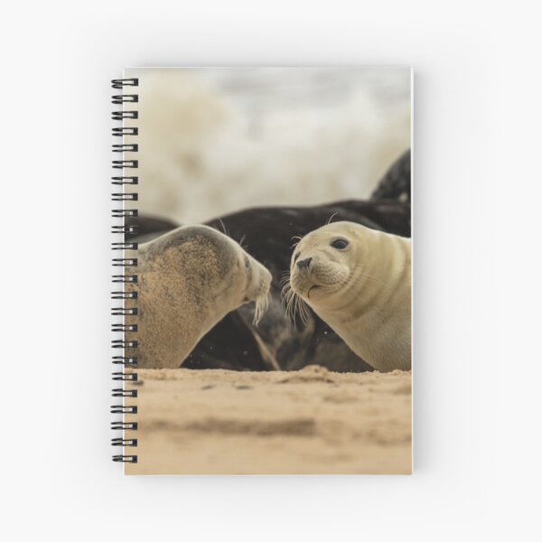 Item preview, Seal buddies in Norfolk, UK designed and sold by Philip Ward Photography.
