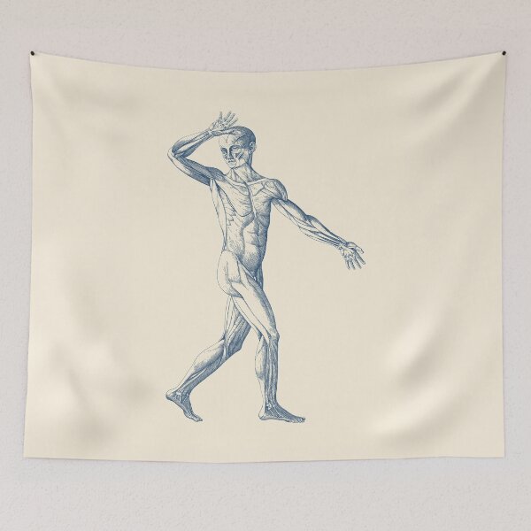 Item preview, Human Muscular System - Front View designed and sold by VAposters.