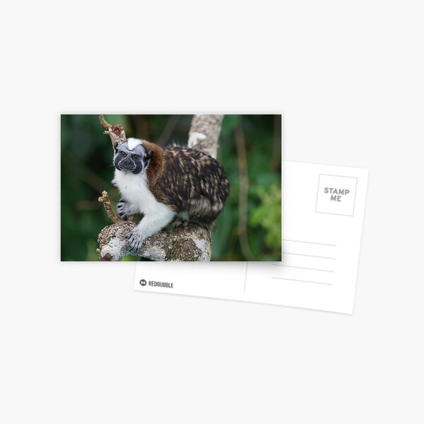 Item preview, Geoffroy’s Tamarin designed and sold by EnglandEcology.