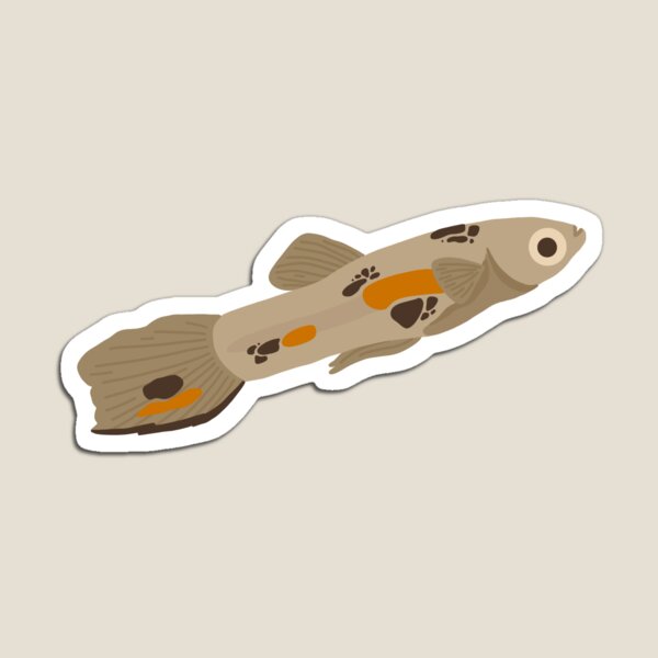 Item preview, male guppy (p. reticulata) designed and sold by maddiansl.