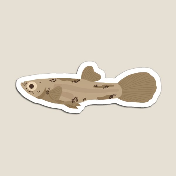 Item preview, female guppy (p. reticulata) designed and sold by maddiansl.