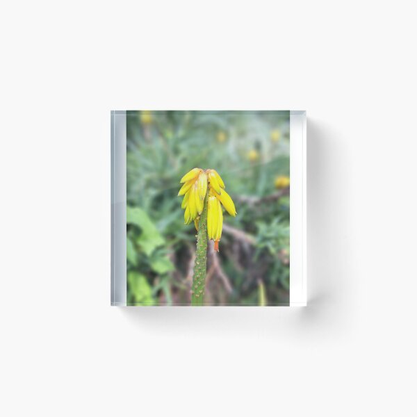 Item preview, Yellow field flower wildflowers  photography designed and sold by Coolparrotgirl.