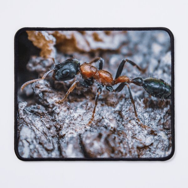 Item preview, Ant on Bark: A Macro Study designed and sold by jakkapan Tunyajaroen.
