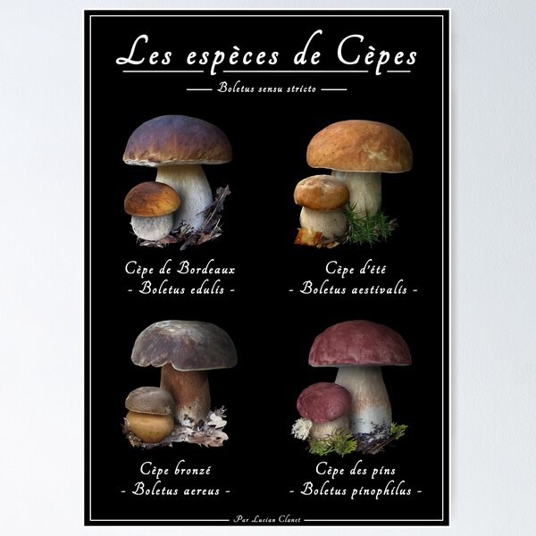 Item preview, The species of Ceps - the four noble Boletus designed and sold by Bolets-Europe.