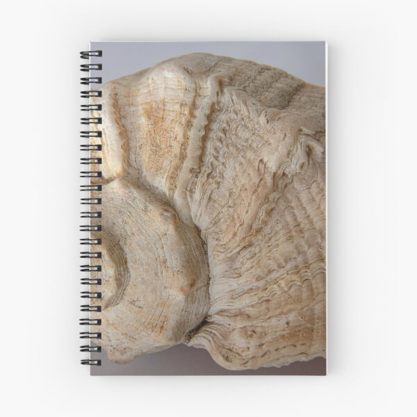 Item preview, A delicate seashell  designed and sold by OrsalArt.