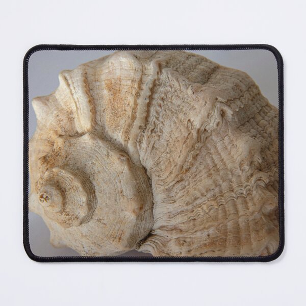 Item preview, A delicate seashell  designed and sold by OrsalArt.