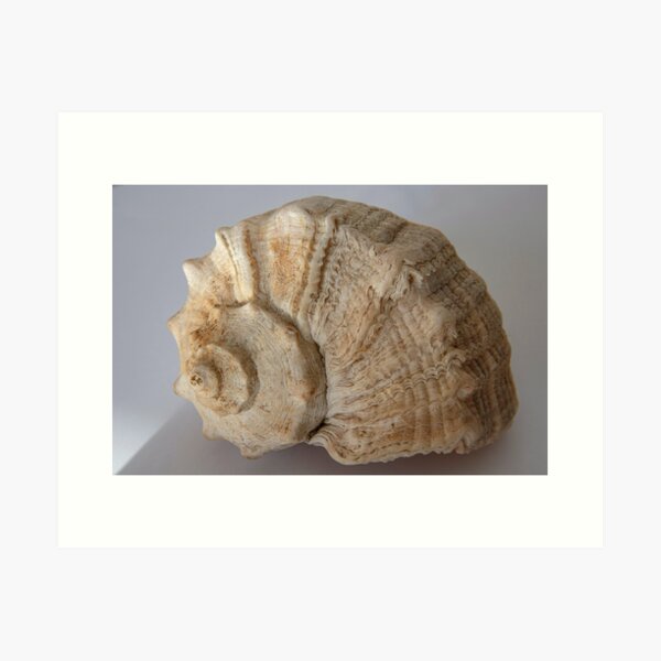 Item preview, A delicate seashell  designed and sold by OrsalArt.