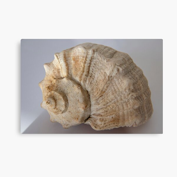 Aperçu de l'œuvre Un coquillage délicat créée et vendue par OrsalArt.