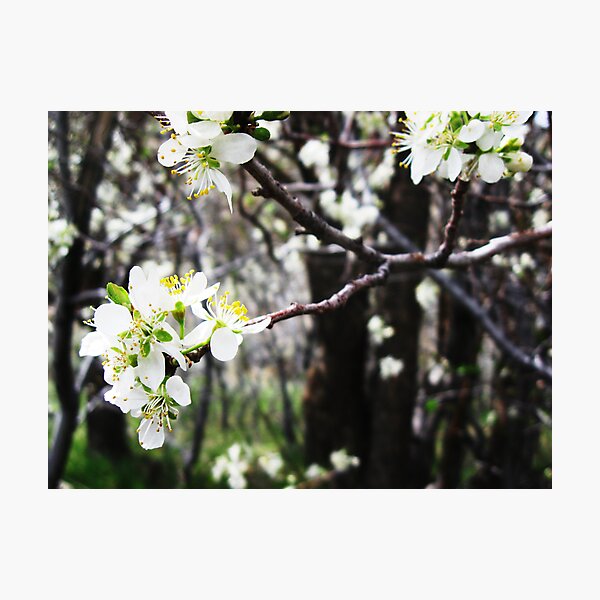 Item preview, Lamoille Flowers designed and sold by MRPhotography.