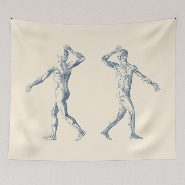 Item preview, Human Muscular System - Dual View - Vintage Anatomy designed and sold by VAposters.