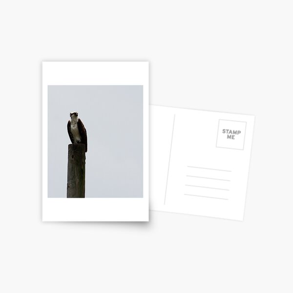 The Sentinel In the Storm Postcard
