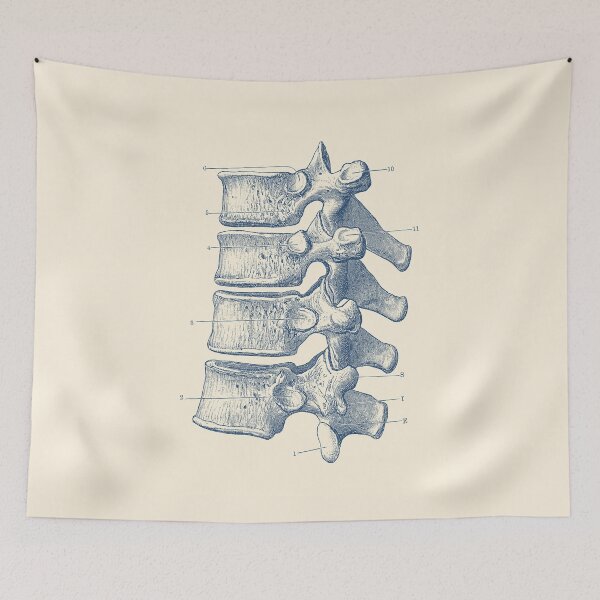 Item preview, Spinal Cord - Vertebrae View designed and sold by VAposters.