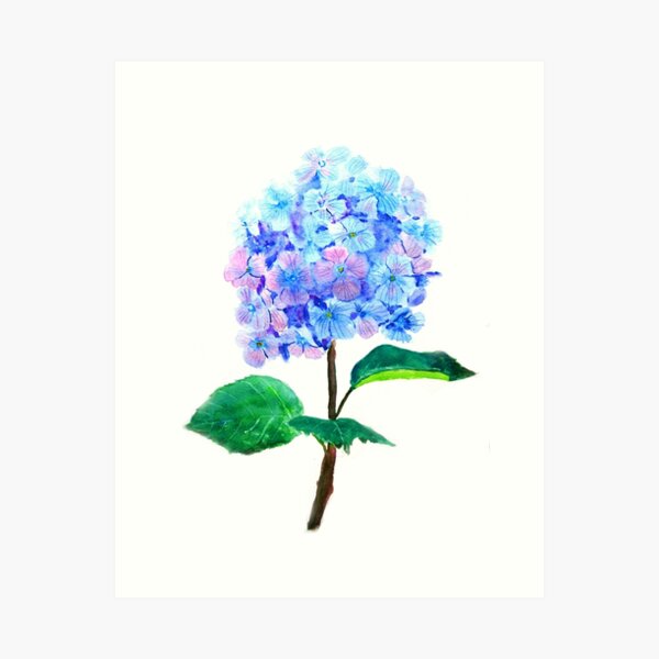  blaue lila Hortensienblume Kunstdruck