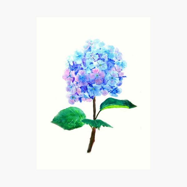 blue purple hydrangea flower Art Print