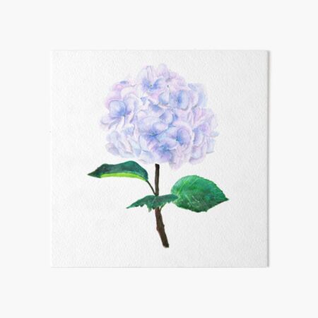 blue purple pink hydrangea Art Board Print