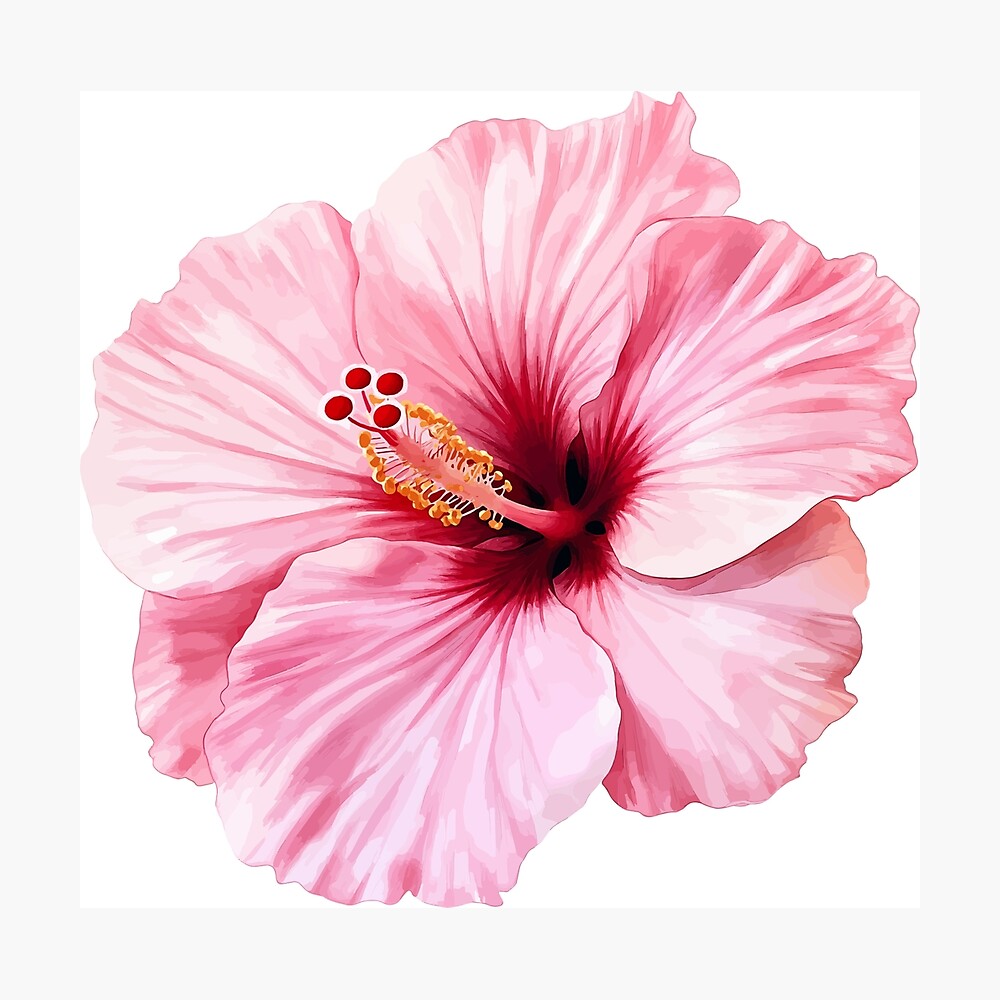 Hibiscus Flower Poster