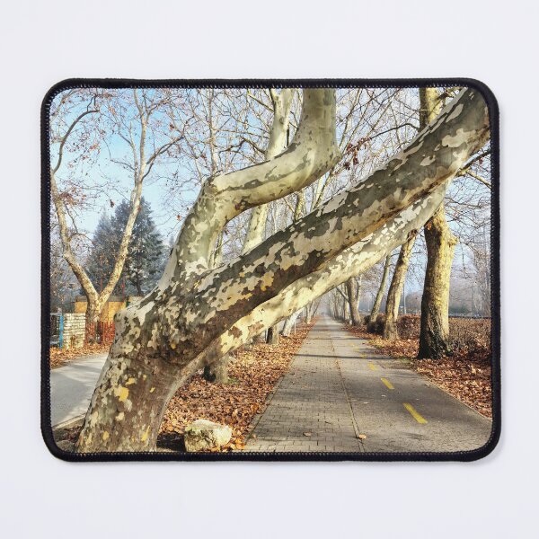 Item preview, Treble Trunks Leaning Over Pavement and Bike Road designed and sold by Gaboro.