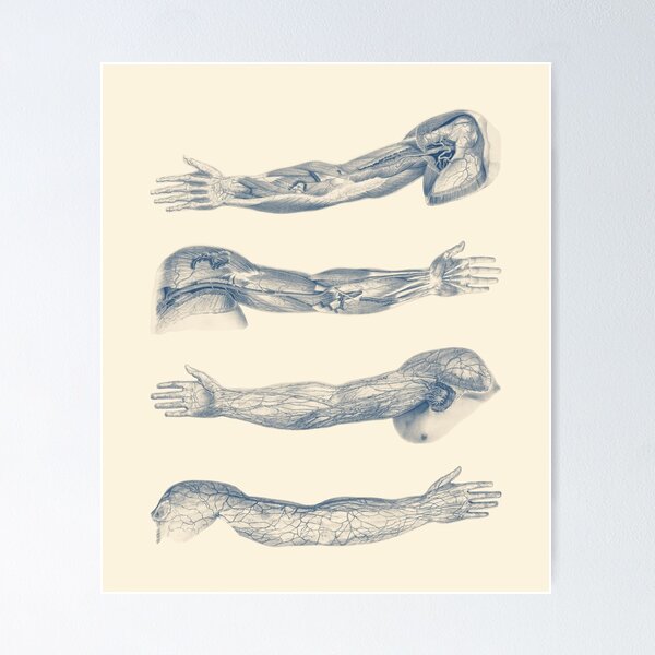Item preview, Arm and Hand Diagram - Quad View designed and sold by VAposters.
