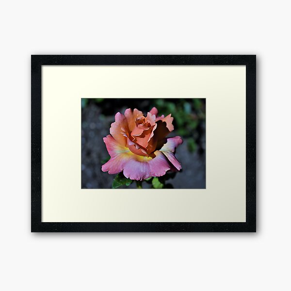 Sherbert Rose Framed Art Print