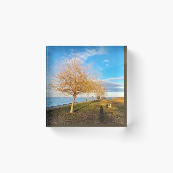 Item preview, Bald Lakeshore Willow, Bench and Shadows in Winter designed and sold by Gaboro.