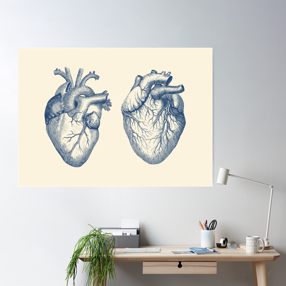 Simple Human Heart - Dual View - Vintage Anatomy Poster Drawing by Vintage  Anatomy Prints - Fine Art America