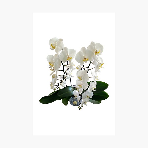 Item preview, White phalaenopsis orchid original artwork designed and sold by paragonDesign28.
