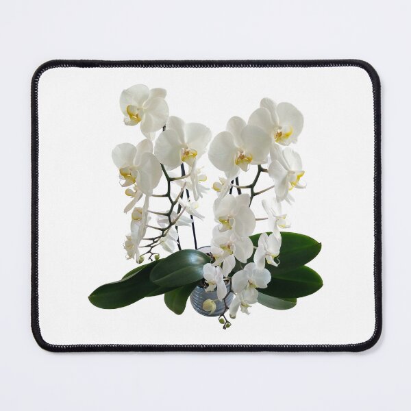 Item preview, White phalaenopsis orchid original artwork designed and sold by paragonDesign28.