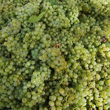 Artwork thumbnail, Riesling Grapes at Magpie Springs by Avril Thomas by MagpieSprings