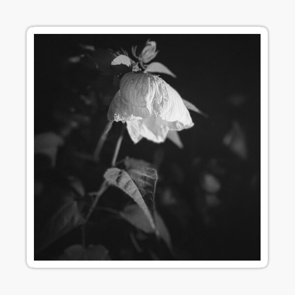 Item preview, Camila | Black & White designed and sold by Laurenrfphoto.