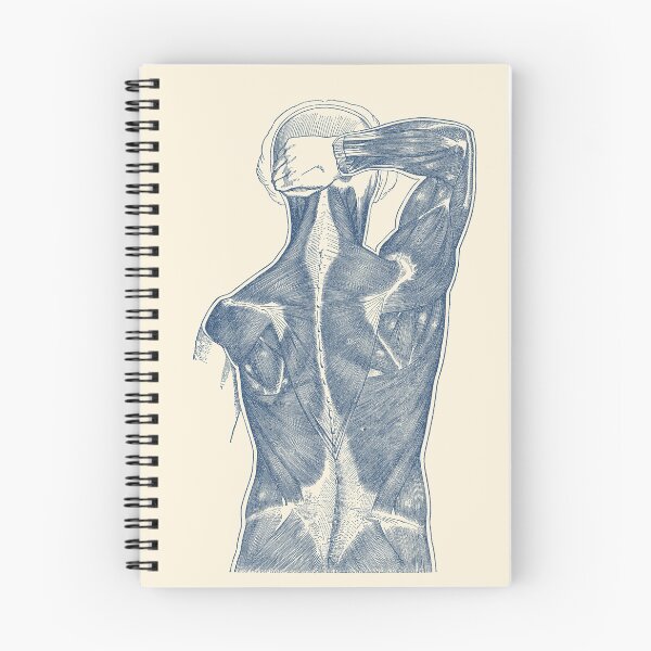 Item preview, Muscular System - Rear View designed and sold by VAposters.