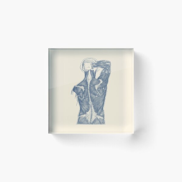 Item preview, Muscular System - Rear View designed and sold by VAposters.