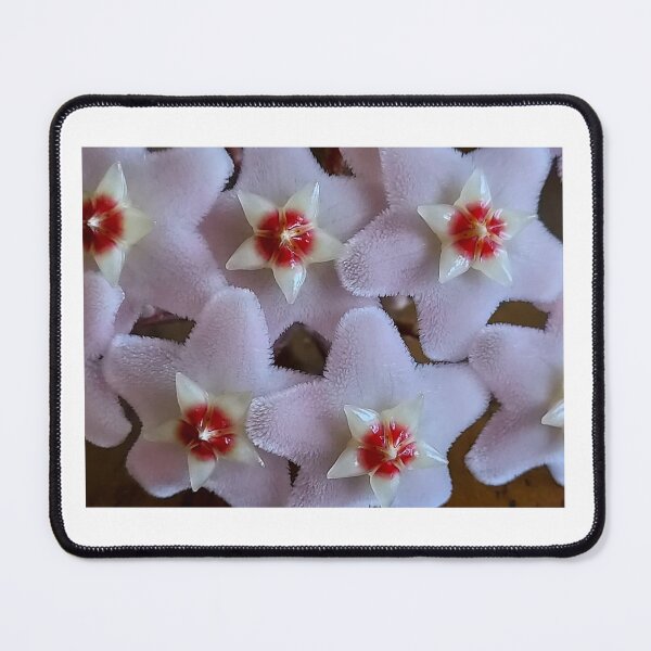 Item preview, Fuzzy looking little Hoya blossoms designed and sold by Mary Ellen Tuite.