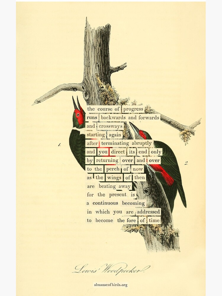 Thumbnail 4 of 4, Samsung Galaxy Phone Case, Bird Divination: Lewis's Woodpecker (almanacofbirds.org) designed and sold by mariapopova.