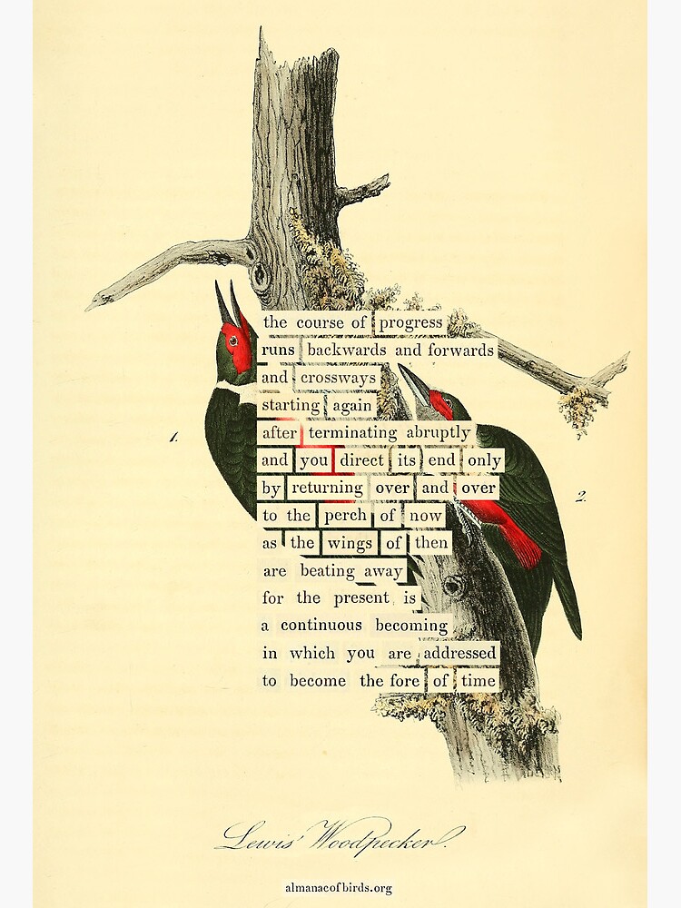 Thumbnail 2 of 2, Art Board Print, Bird Divination: Lewis's Woodpecker (almanacofbirds.org) designed and sold by mariapopova.