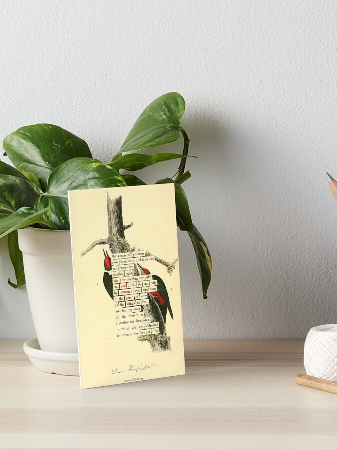 Thumbnail 1 of 2, Art Board Print, Bird Divination: Lewis's Woodpecker (almanacofbirds.org) designed and sold by mariapopova.