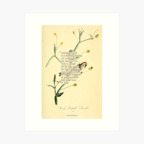 Item preview, Bird Divination: Mealy Redpoll Linnet (almanacofbirds.org) designed and sold by mariapopova.