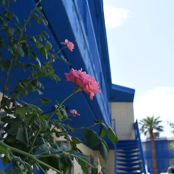 Artwork thumbnail, Beautiful Pink Roses by MangoSeeds
