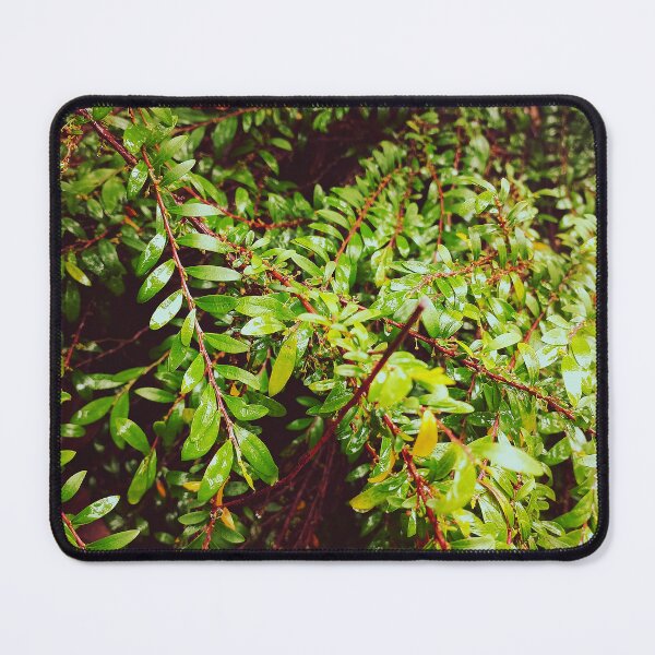 Item preview, Green wet leaves  designed and sold by MaggicalPhotos.