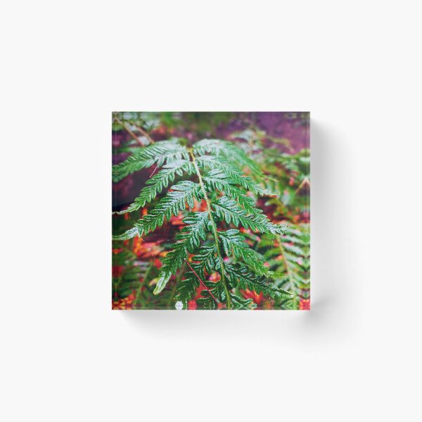 Item preview, Fern designed and sold by MaggicalPhotos.