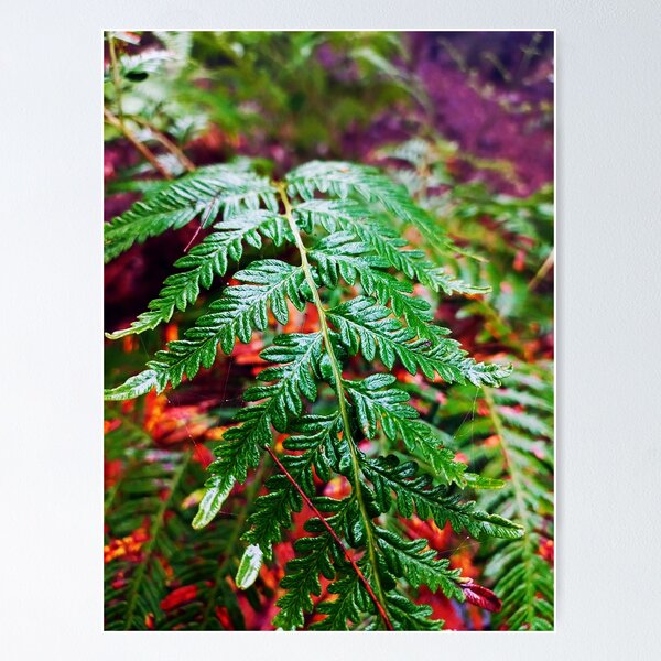 Item preview, Fern designed and sold by MaggicalPhotos.