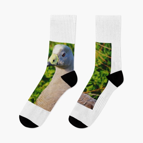 Item preview, Up Close to a Cape Barren Goose  designed and sold by D-GaP.