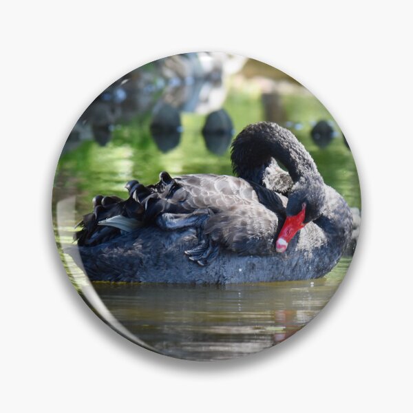 Item preview, Beautiful Black Swan designed and sold by cbrpix.