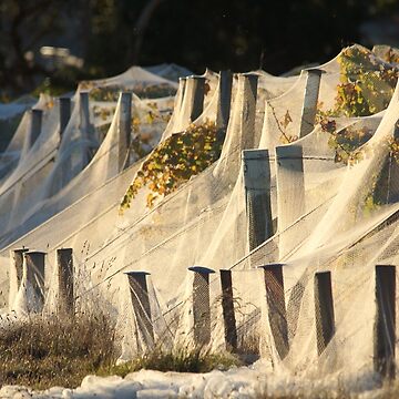 Artwork thumbnail, Shrouded vines - Magpie Springs - Adelaide Hills - Fleurieu Peninsula - Australia by MagpieSprings
