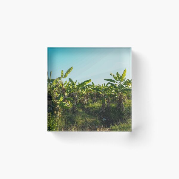 Item preview, Banana Plantation: Tropical Growth designed and sold by jakkapan Tunyajaroen.
