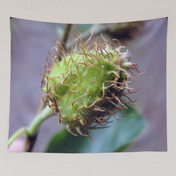 Item preview, Photo close up beechnut designed and sold by PM-Artistic.