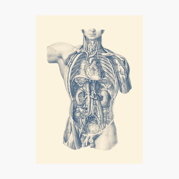 Interior Venous and Circulatory Systems Photographic Print