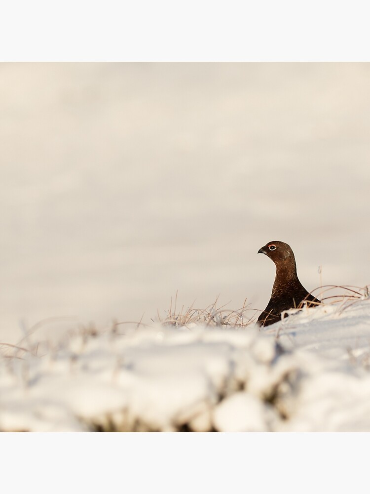 Thumbnail 4 of 4, Pillow, Red Grouse in the snow, Peak District, UK designed and sold by youngpip.